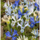 Nízke kosatce zmes - Iris reticulata - hľuzy kosatca - 5 ks