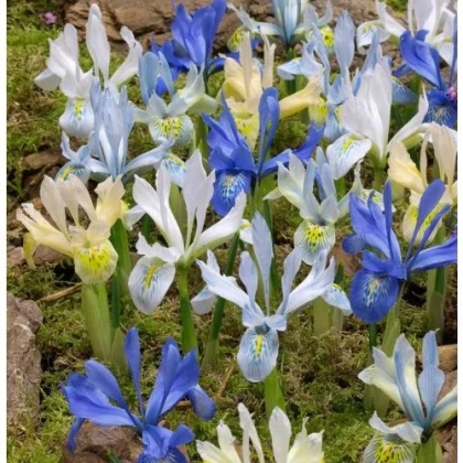 Nízke kosatce zmes - Iris reticulata - hľuzy kosatca - 5 ks
