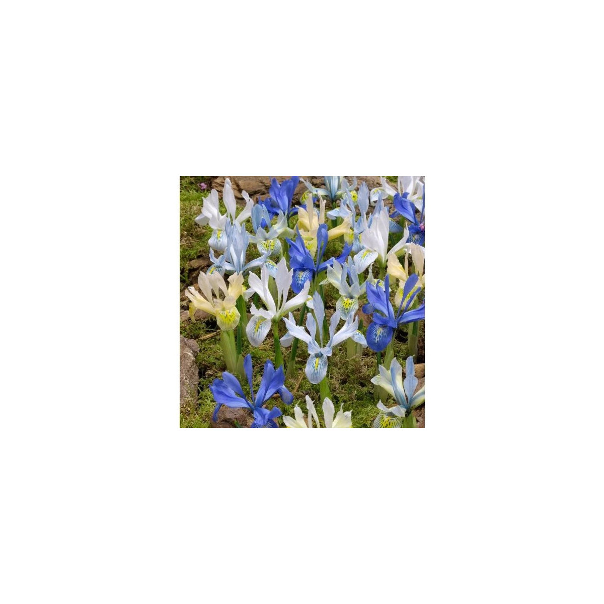 Nízke kosatce zmes - Iris reticulata - hľuzy kosatca - 5 ks