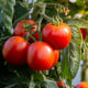 Paradajka Rentita - Solanum lycopersicum - semená paradajok - 15 ks