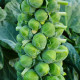 BIO Kel ružičkový Igor F1 - Brassica oleracea - semená kelu - 20 ks