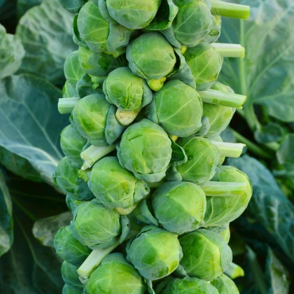 BIO Kel ružičkový Igor F1 - Brassica oleracea - semená kelu - 20 ks