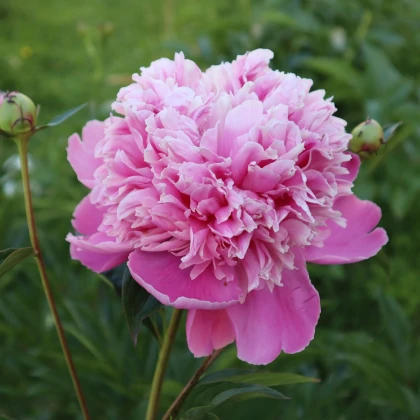 Pivónia plnokvetá Dr. Alex Flamming - Paeonia lactiflora - hľuzy pivónie - 1 ks