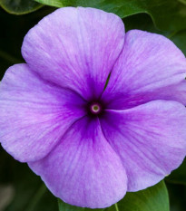 Katarant Vitesse Blue F1 - Catharanthus r. - zimozeleň - semená - 30 ks