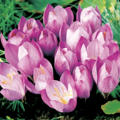 Krókus Zonatus - Crocus Zonatus - hľuzy krókusu - 3 ks