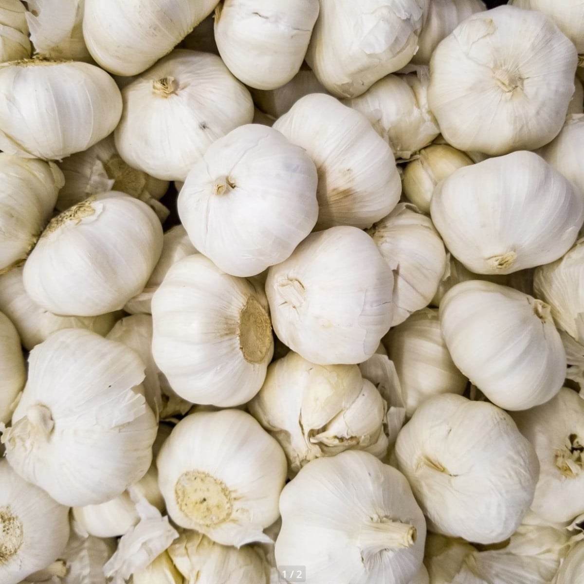 Sadbový Cesnak Messidrome biely - Allium sativum - nepaličiak - cibuľa cesnaku - 1 balenie