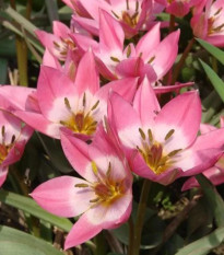 Tulipán Aucheriana - Tulipa - cibuľa tulipánu - 3 ks