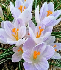 Krókus Candle Light - Crocus - cibuľa krókusu - 3 ks