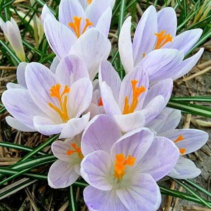 Krókus Candle Light - Crocus - cibuľa krókusu - 3 ks