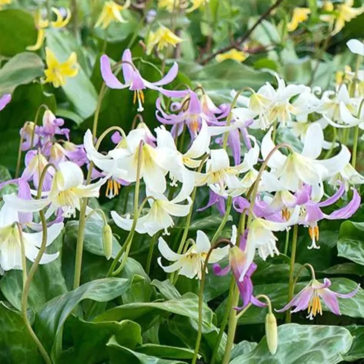 Kandík zmes - Erythronium - cibuľa kandíka - 3 ks