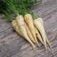 BIO Mrkva biela Küttiger - Daucus carota - bio semená mrkvy - 200 ks