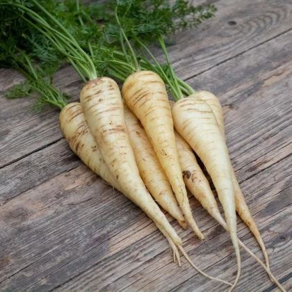 BIO Mrkva biela Küttiger - Daucus carota - bio semená mrkvy - 200 ks