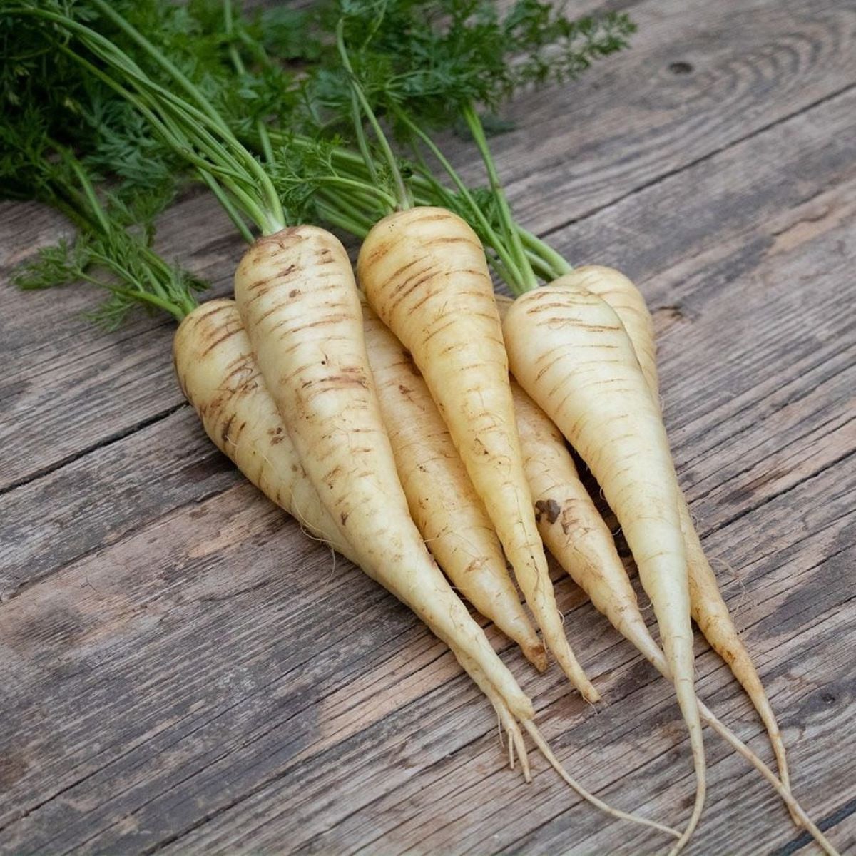 BIO Mrkva biela Küttiger - Daucus carota - bio semená mrkvy - 200 ks