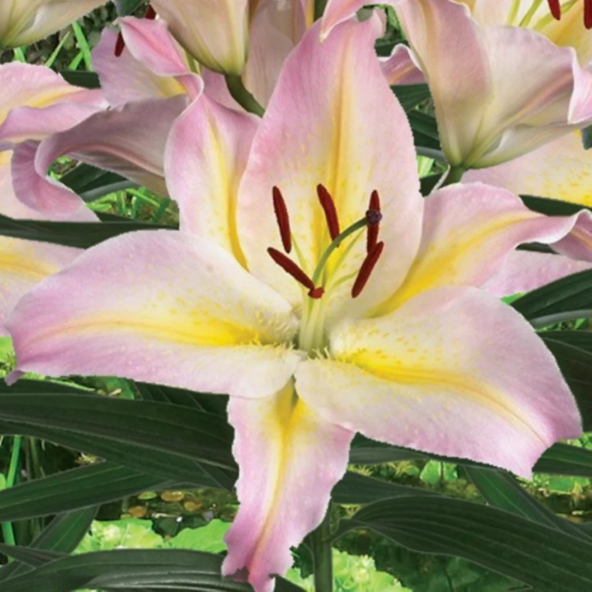 Ľalia Hocus Pocus - Lilium - cibuľa ľalia - 1 ks