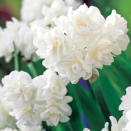 Narcis Erli Cheer - Narcissus - cibuľa narcisu - 3 ks
