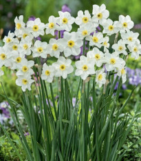 Narcis Lieke - Narcissus - cibuľa narcisu - 3 ks