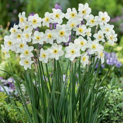 Narcis Lieke - Narcissus - cibuľa narcisu - 3 ks