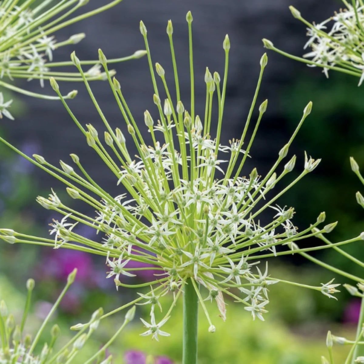 Cesnak Arctic Snow - Allium - cibuľa okrasného cesnaku - 2 ks