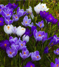 Zmes krókusov - Crocus mix - hľuzy krókusu - 15 ks