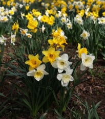 Zmes narcisov - Narcissus mix - cibuľa narcisu - 15 ks