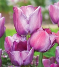 Tulipán Blue Heaven - Tulipa - cibuľa tulipánu - 3 ks