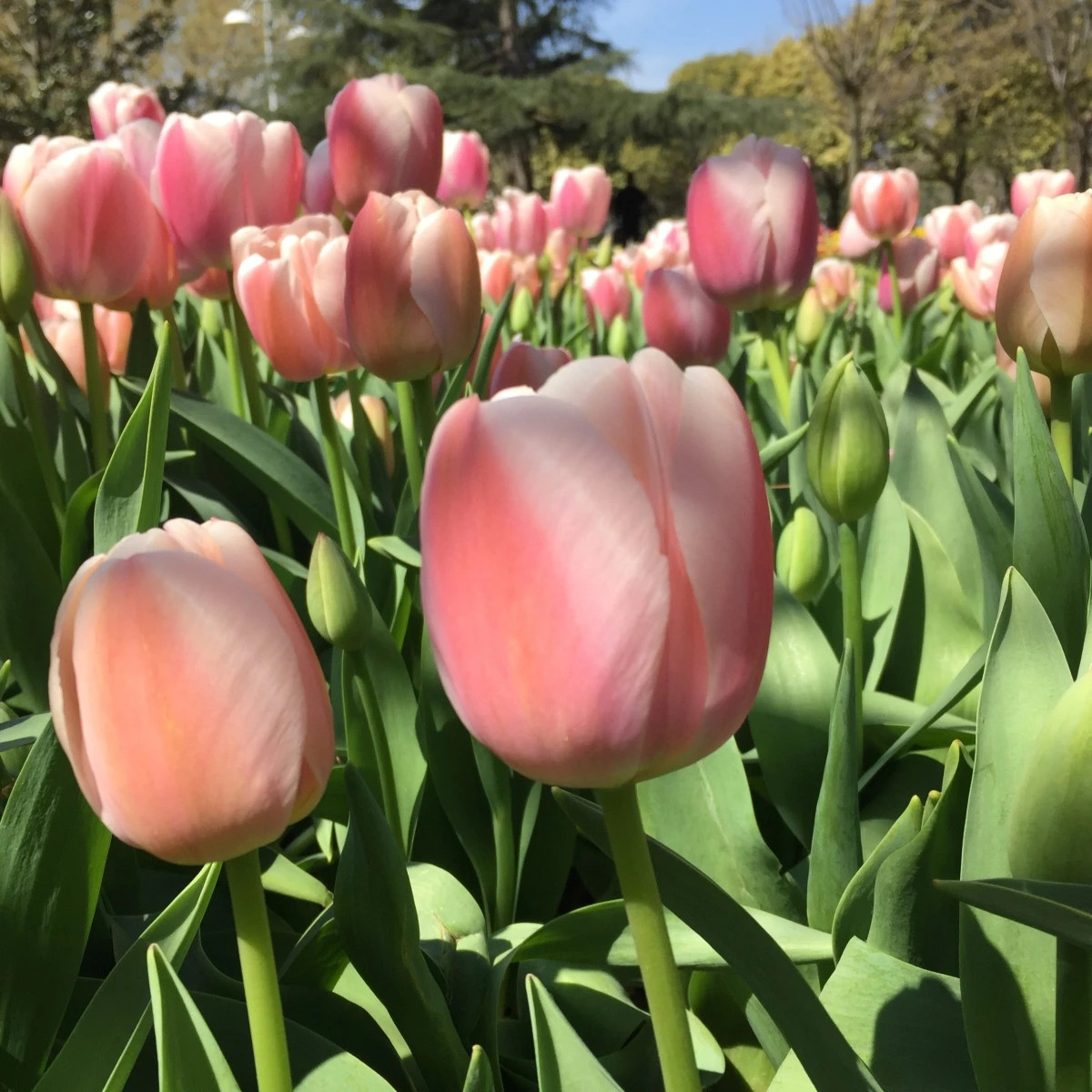 Tulipán Gabriella - Tulipa - cibuľa tulipánov - 3 ks
