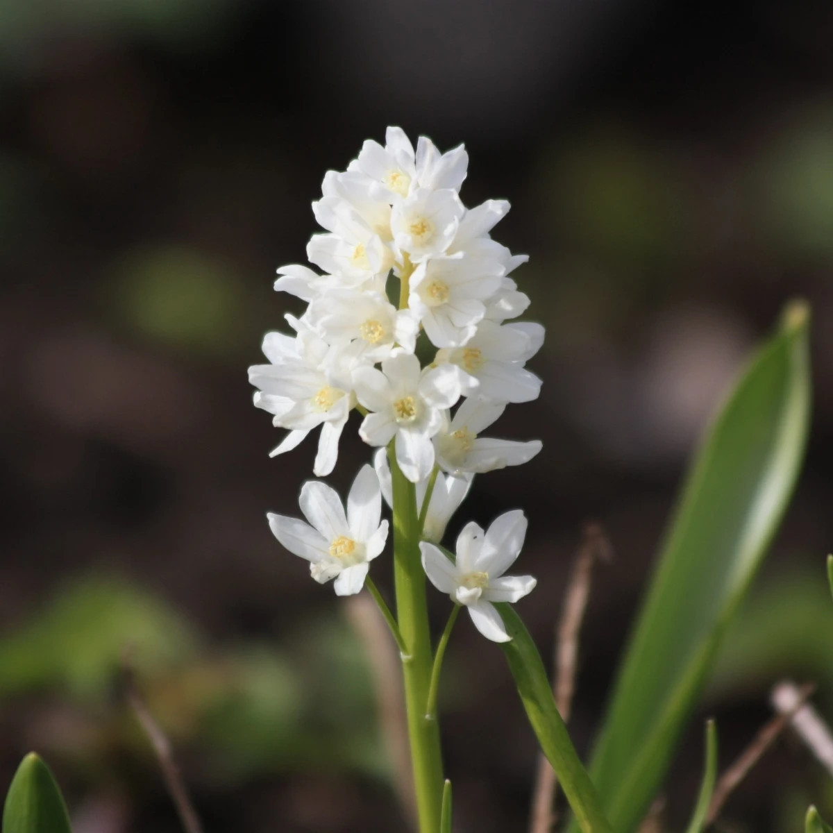 Puškínia modricovitá biela - Puschkinia scilloides alba - cibuľa puškínia - 6 ks