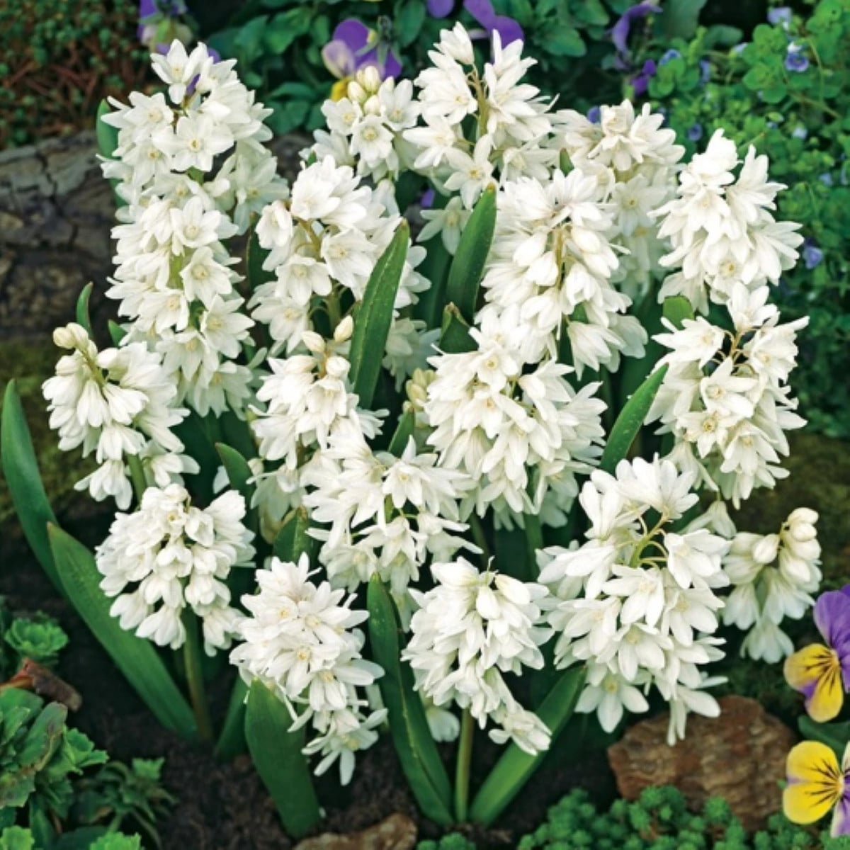 Puškínia modricovitá biela - Puschkinia scilloides alba - cibuľa puškínia - 6 ks