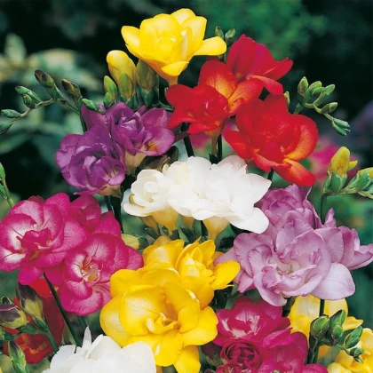 Zmes frézií - Freesia mix - hľuzy frézie - 15 ks