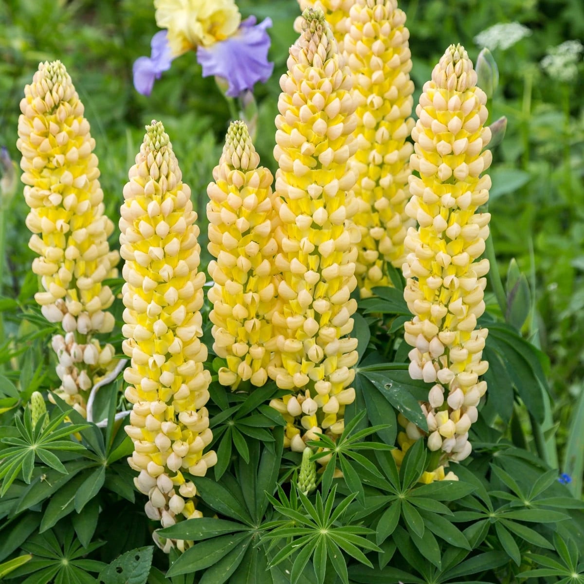 Lupina mnoholistá Gallery Yellow Shades - Lupinus polyphyllus - semená lupiny - 20 ks