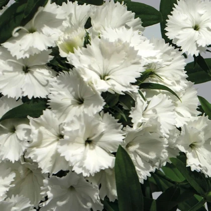 Klinček Chiba White - Dianthus interspecific - semená klinčeka - 18 ks