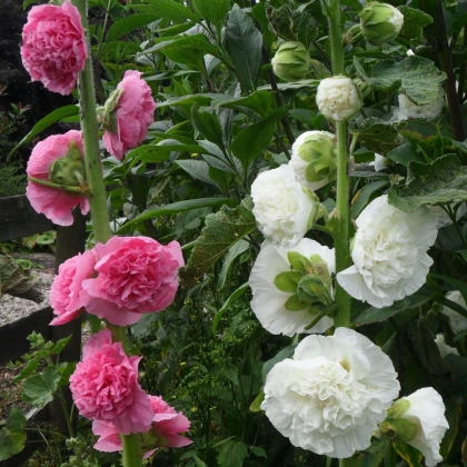 Topoľovka plnokvetá Chaters mix farieb - Alcea rosea - semená topoľovky - 12 ks