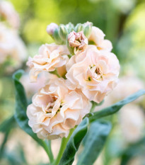 Fiala Iron Appricot - Matthiola incana - semená fialy - 40 ks