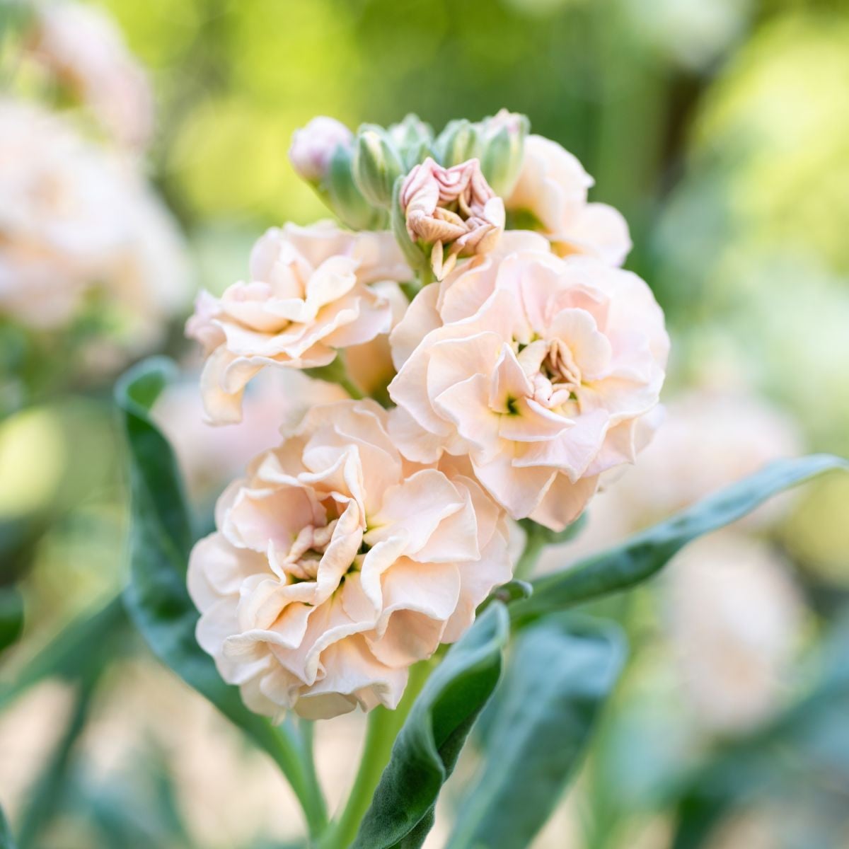 Fiala Iron Appricot - Matthiola incana - semená fialy - 40 ks