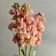 Fiala Iron Appricot - Matthiola incana - semená fialy - 40 ks