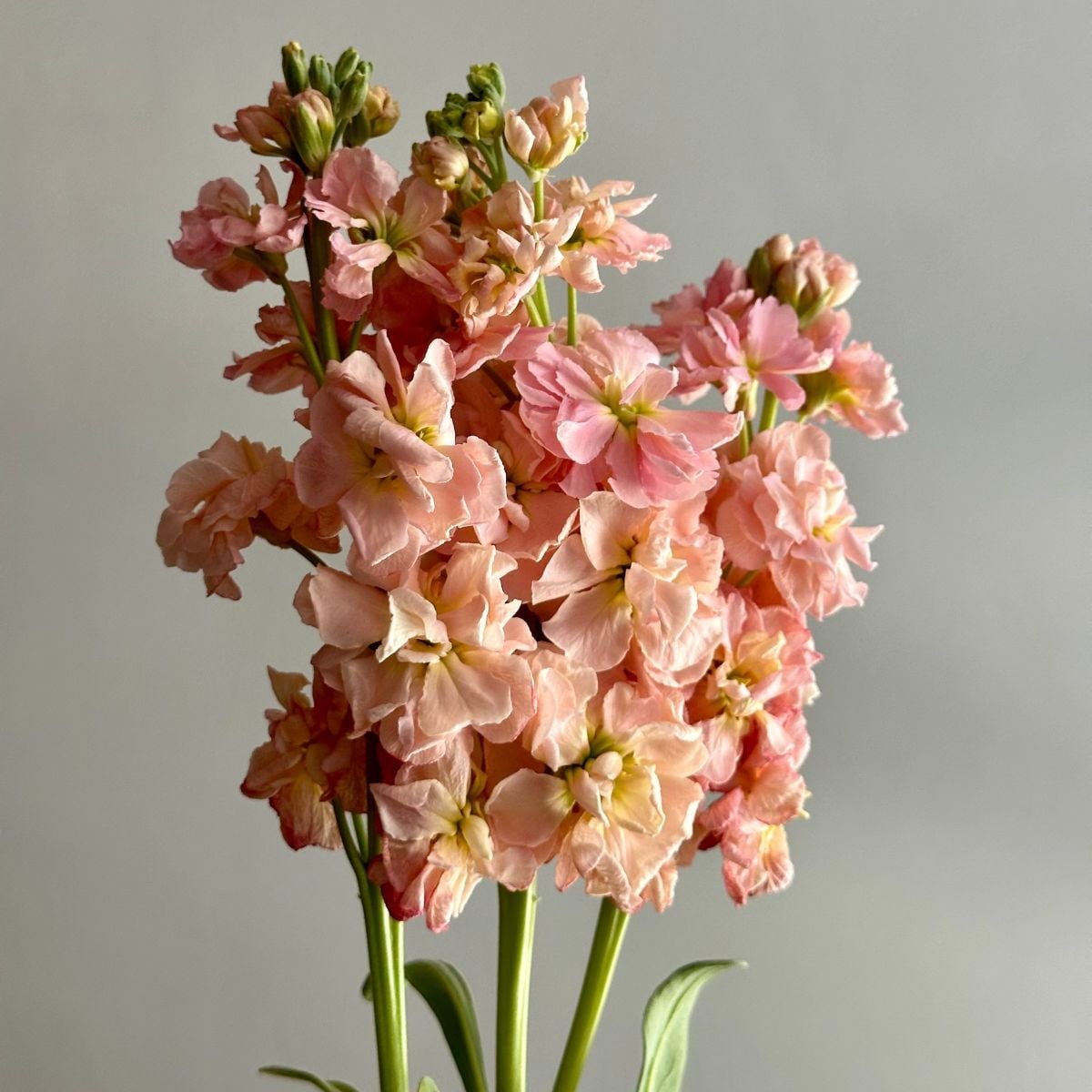 Fiala Iron Appricot - Matthiola incana - semená fialy - 40 ks