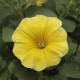 Petchoa Caliburst Yellow - Petchoa Caliburst - semená petchoa - 8 ks