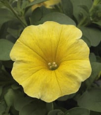 Petchoa Caliburst Yellow - Petchoa Caliburst - semená petchoa - 8 ks