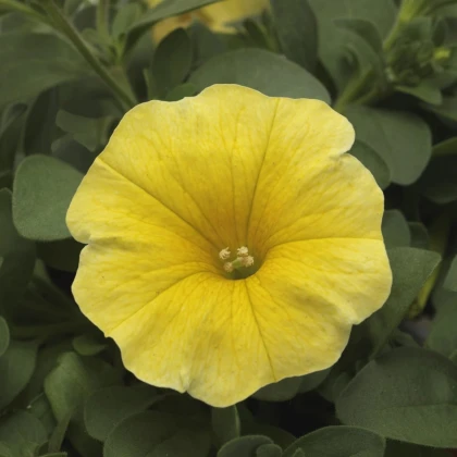 Petchoa Caliburst Yellow - Petchoa Caliburst - semená petchoa - 8 ks