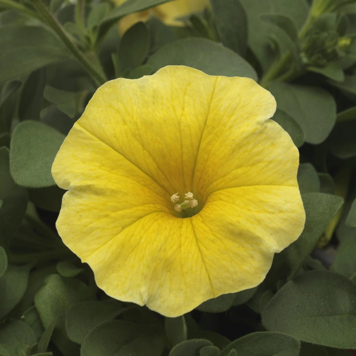 Petchoa Caliburst Yellow - Petchoa Caliburst - semená petchoa - 8 ks