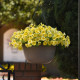 Petchoa Caliburst Yellow - Petchoa Caliburst - semená petchoa - 8 ks