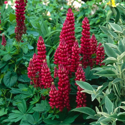 Lupina mnoholistá Gallery Red Shades - Lupinus polyphyllus - semená lupiny - 20 ks