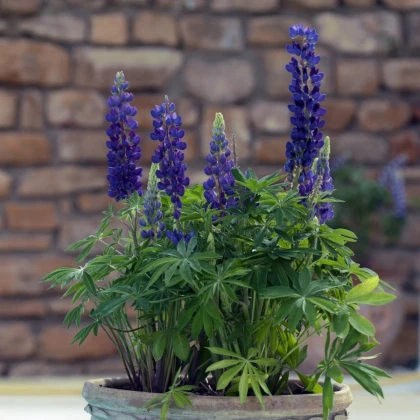 Lupina mnoholistá Mini Gallery Pure Blue - Lupinus polyphyllus - semená lupiny - 12 ks