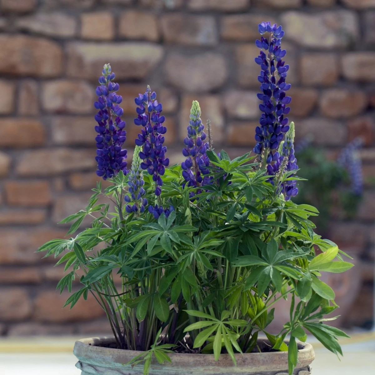 Lupina mnoholistá Mini Gallery Pure Blue - Lupinus polyphyllus - semená lupiny - 12 ks