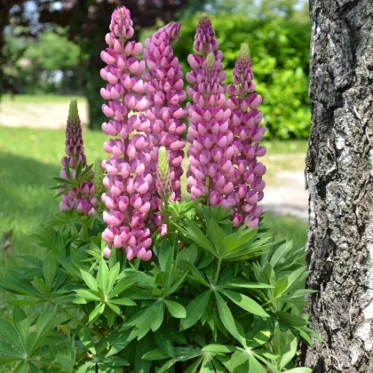 Lupina mnoholistá Mini Gallery Pure Pink - Lupinus polyphyllus - semená lupiny - 12 ks