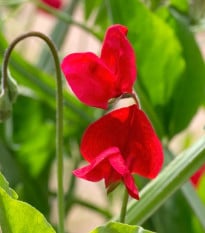 Hrachor Winter Sunshine Scarlet - Lathyrus Odoratus - semená hrachora - 15 ks