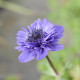 Veternica Harmony Double Blue F1 - Anemone Coronaria - semená veternice - 8 ks