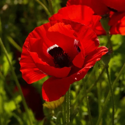 Veternica Harmony Double Scarlet F1 - Anemone coronaria - semená veternice - 8 ks