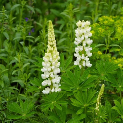 Lupina mnoholistá Gallery White Shades - Lupinus polyphyllus - semená lupiny - 20 ks