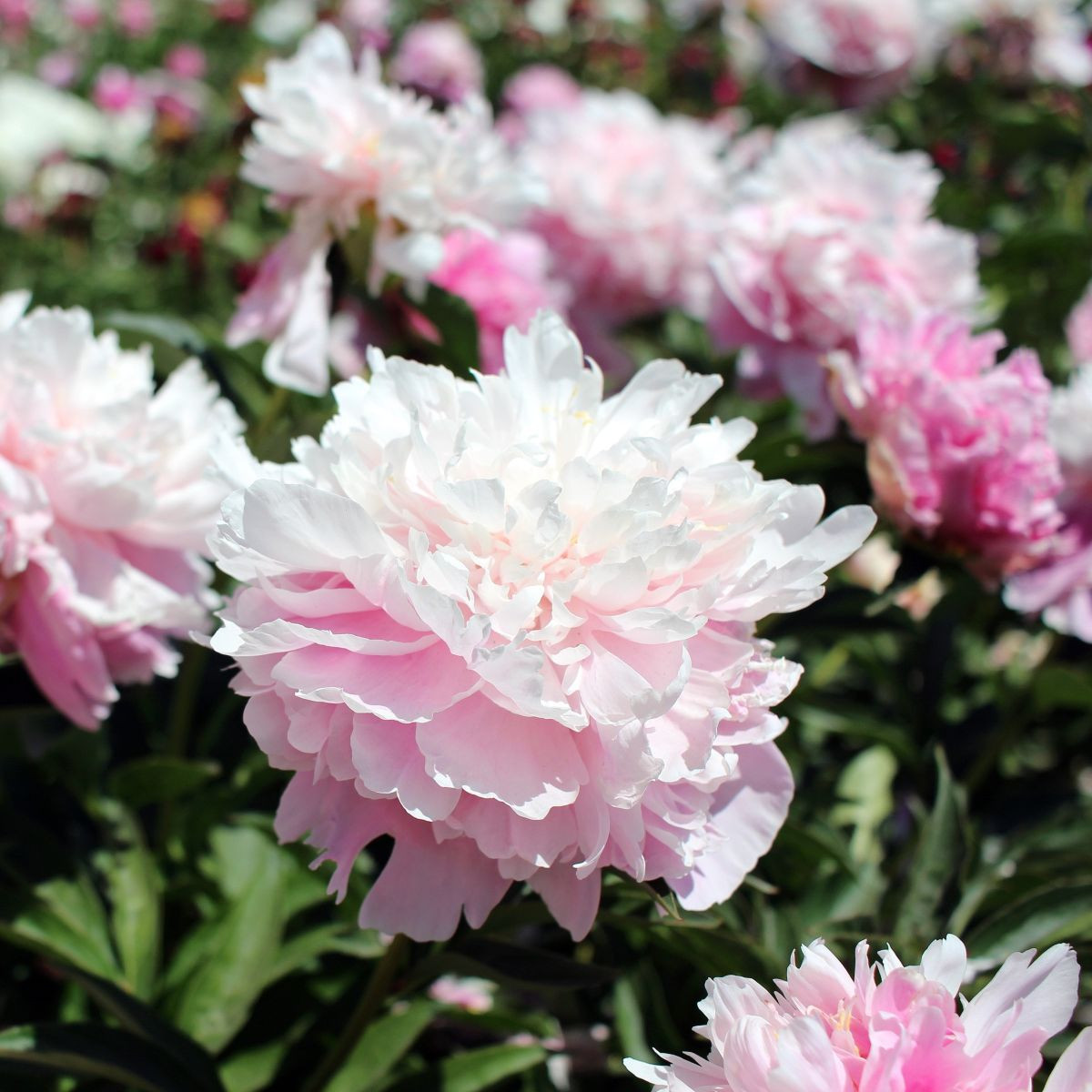 Pivónia Amabilis - Paeonia lactiflora - hľuzy pivónie - 1 ks